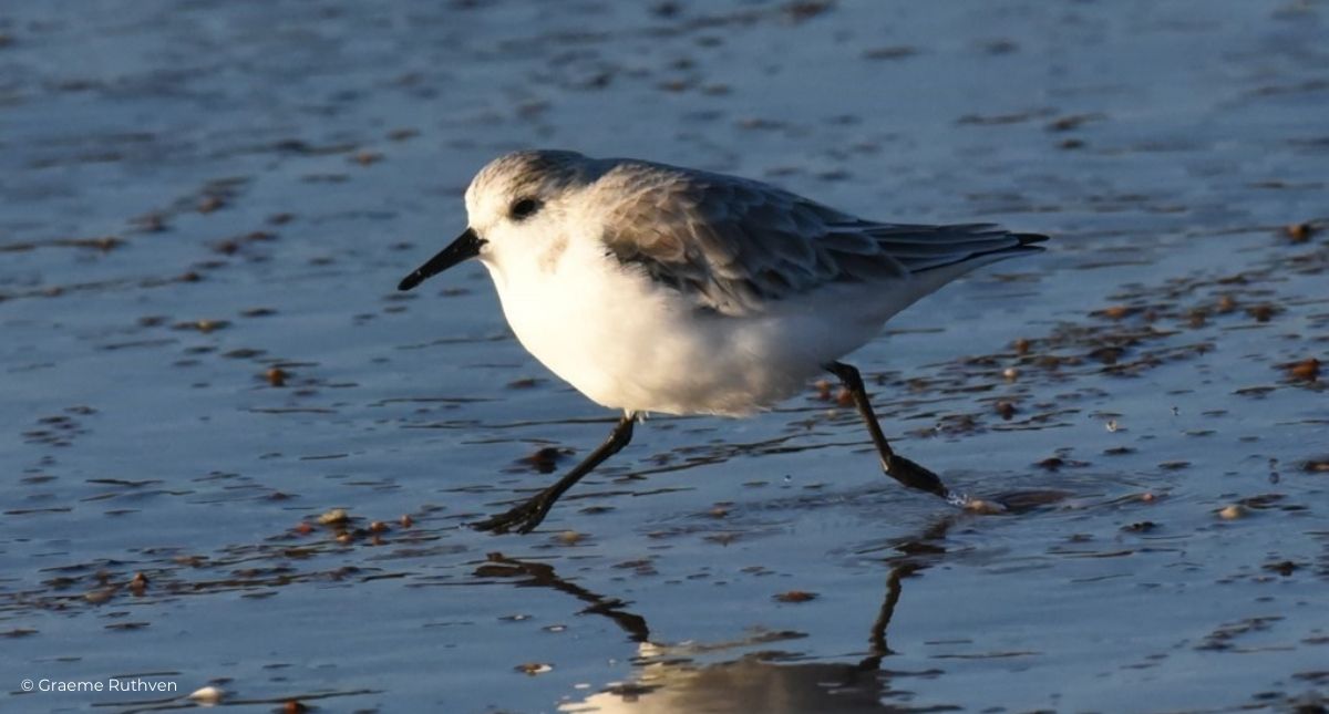 Bird walking across water, the Isle of Wight